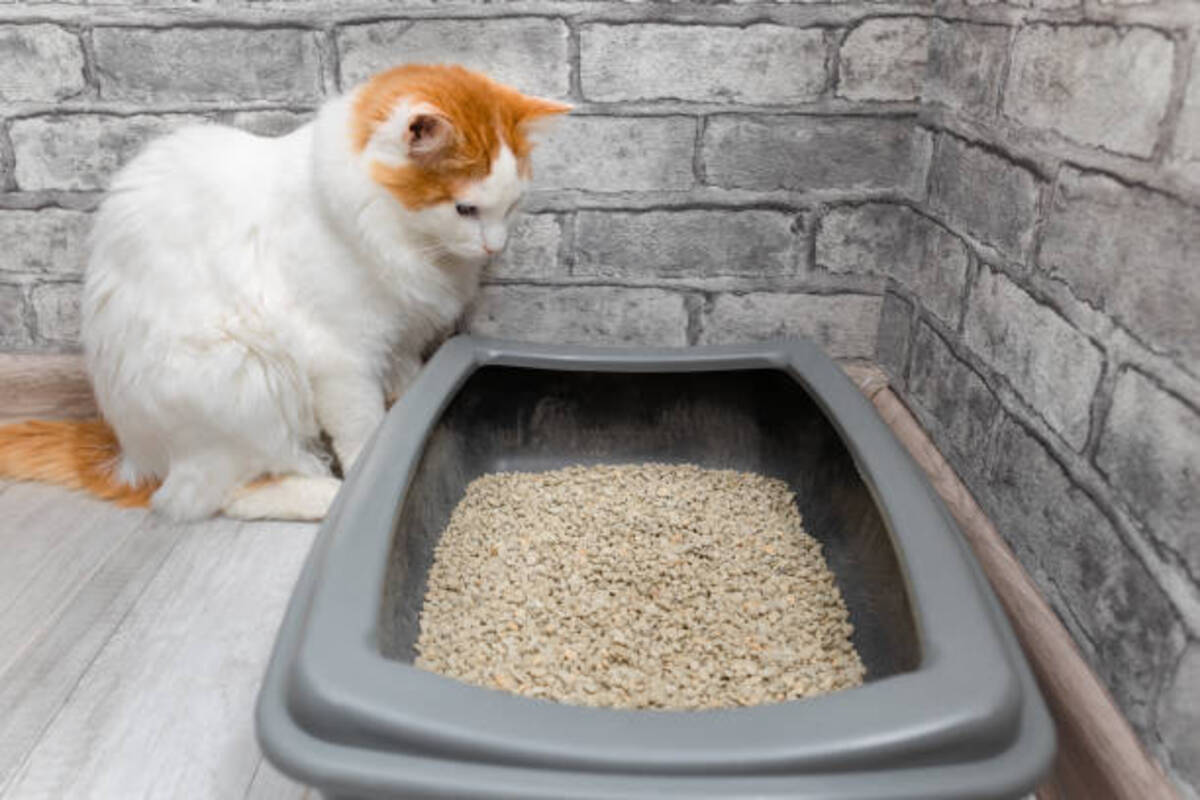 Foamy Cat Urine: Why Does My Cat's Pee Appear Bubbly?