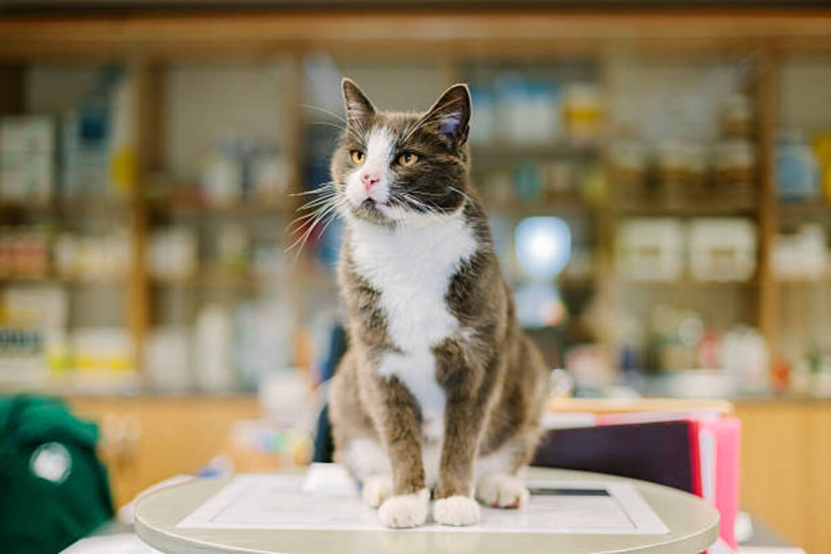 Köpüklü Kedi İdrarı: Kedimin Çişi Neden Köpüklü Görünüyor?