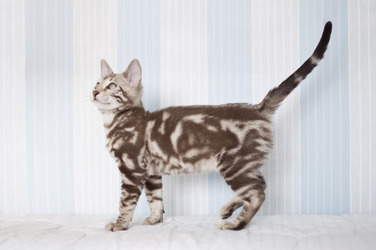 marble bengal cat