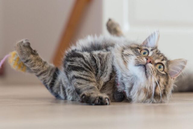 my cat wiggles before pouncing what is she doing