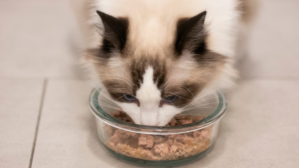 ragdoll cat food