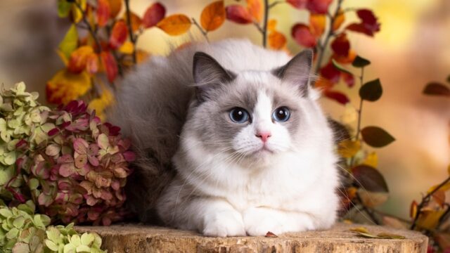 ragdoll munchkin cat