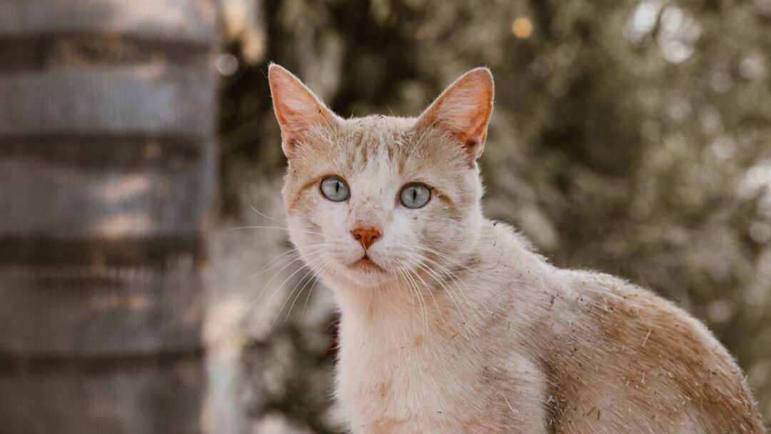 Should I Quarantine My Cat With Tapeworms? What To Do?