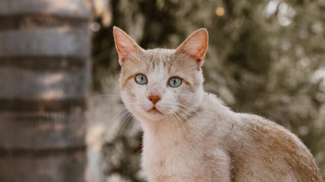 should i quarantine my cat with tapeworms