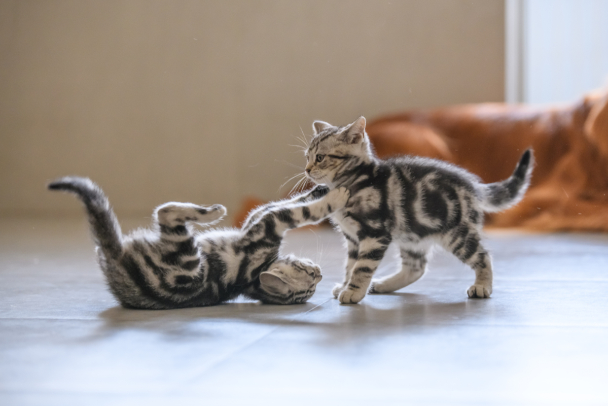 Do Cats Fight To The Death And How To Safely Stop Them