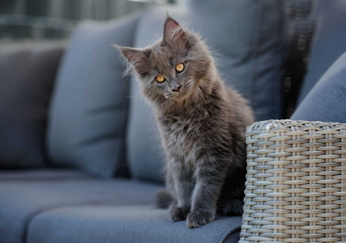 Russian Blue Maine Coon Mix: The Purrfect Combination