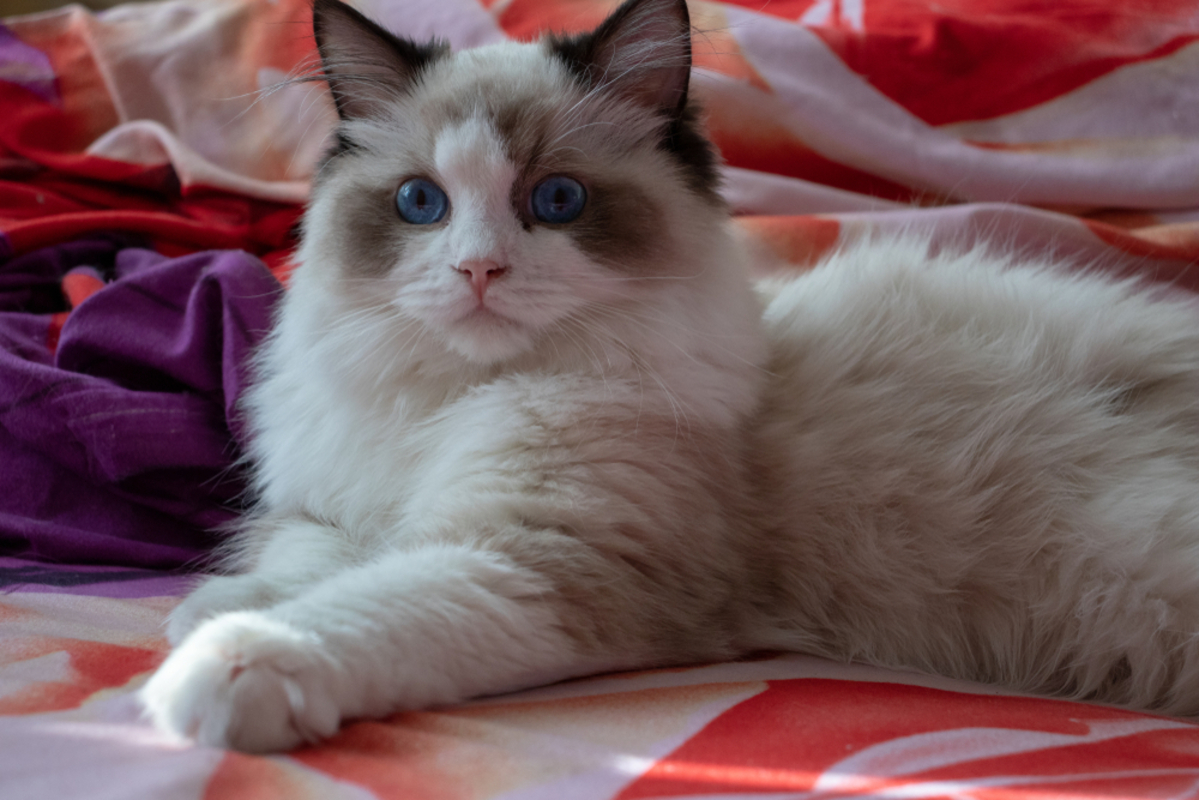 Ragdoll Munchkin Cat: Your Adorable And Cuddly Feline Friend