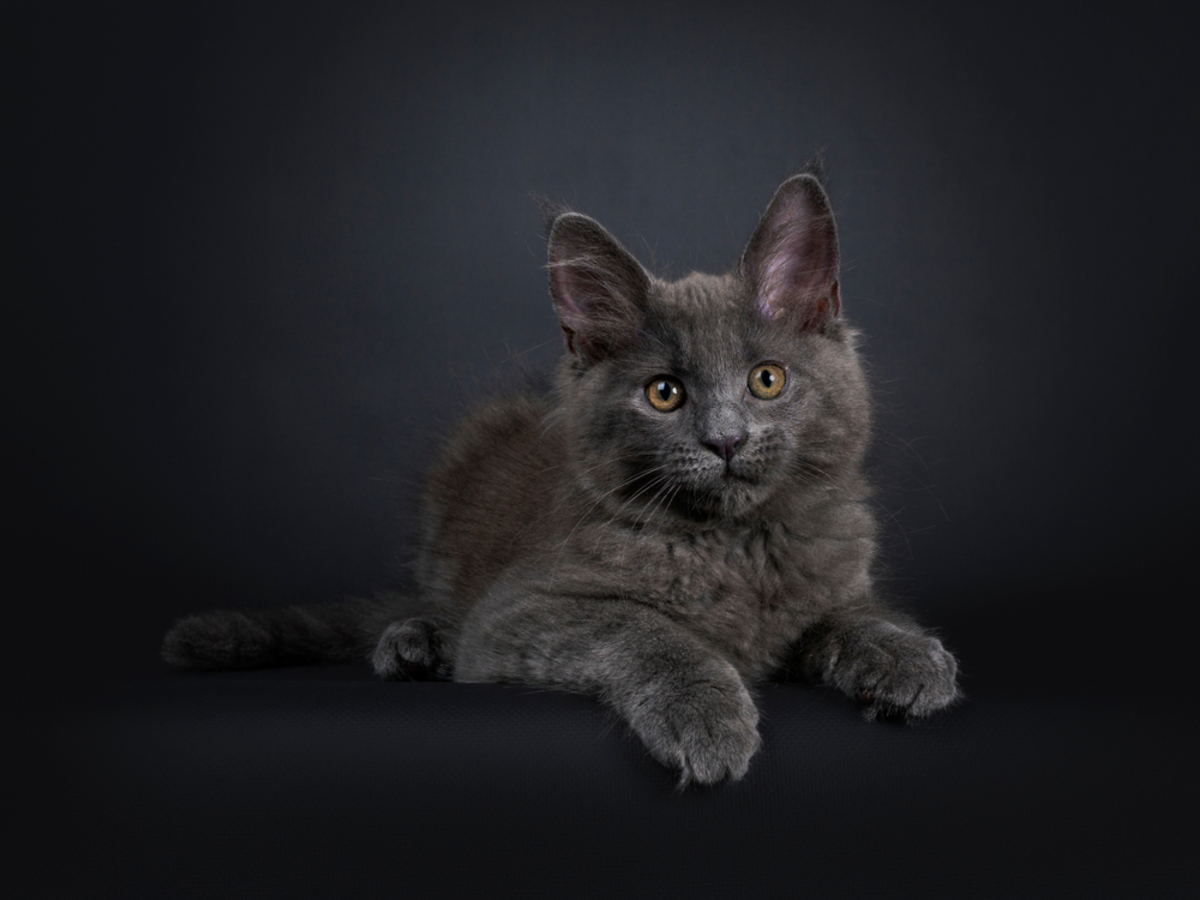 Russian Blue Maine Coon Mix: The Purrfect Combination