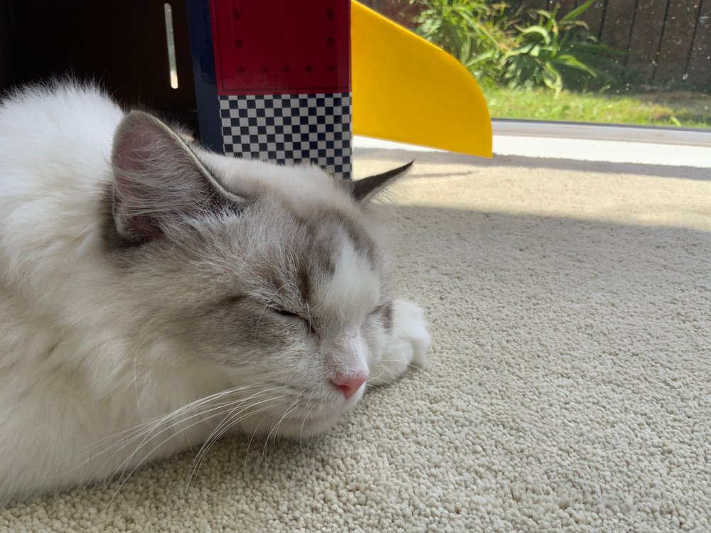 Ragdoll Munchkin Cat? {Exploring This Cat's Unique Characteristics} -  Floppycats™