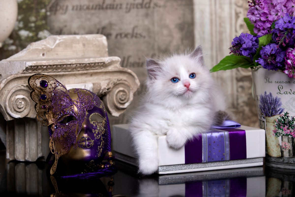 Ragdoll Munchkin Kedisi: Sevimli ve Sarılgan Kedi Arkadaşınız
