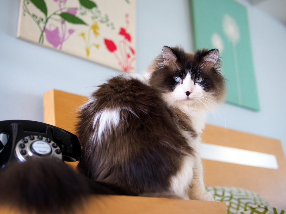 Himalayan Ragdoll Cat: Your Majestic And Loving Fluff