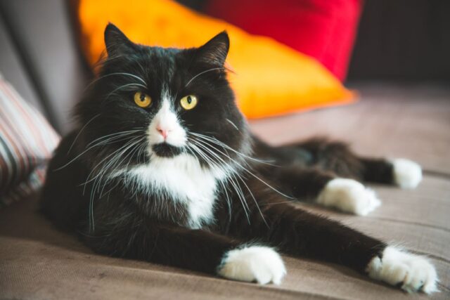 tuxedo ragdoll cat