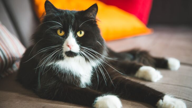 Tuxedo Ragdoll Kedisi: Kedi Dünyasının Gerçek Bir Centilmeni