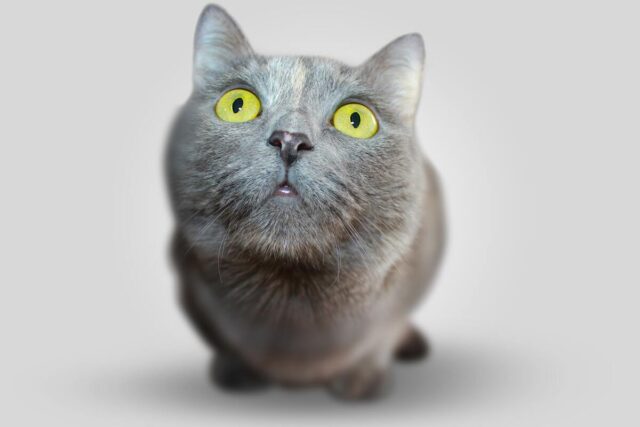 understanding feline behavior why is your cat scared of a ceiling fan