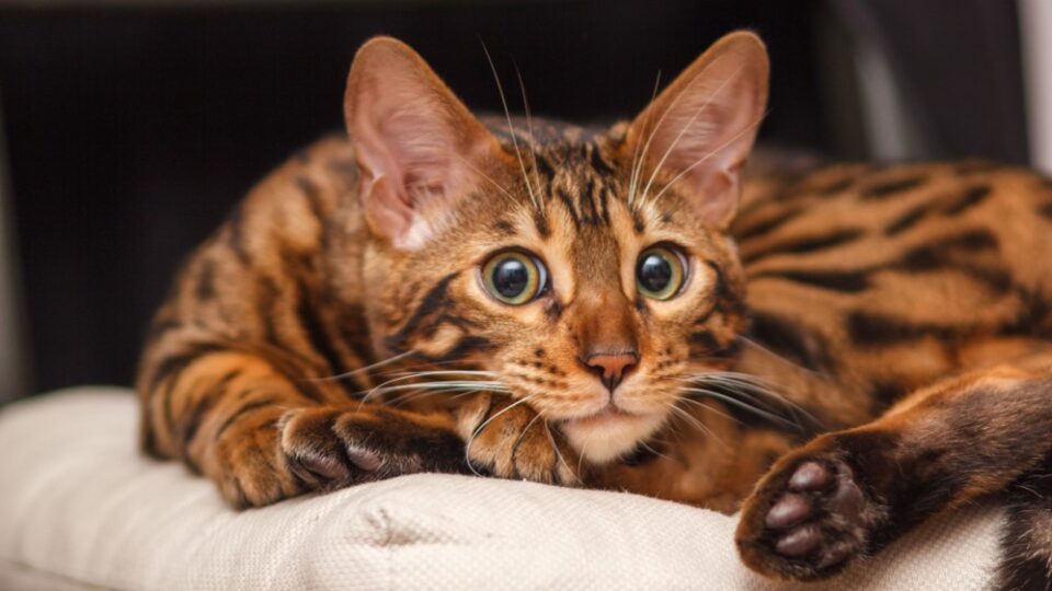 Why Are Bengal Cats Illegal? The Forbidden Paw Friend
