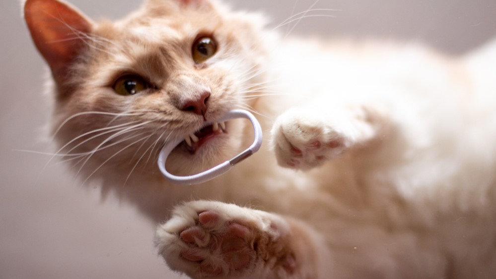 why do cats like hair ties