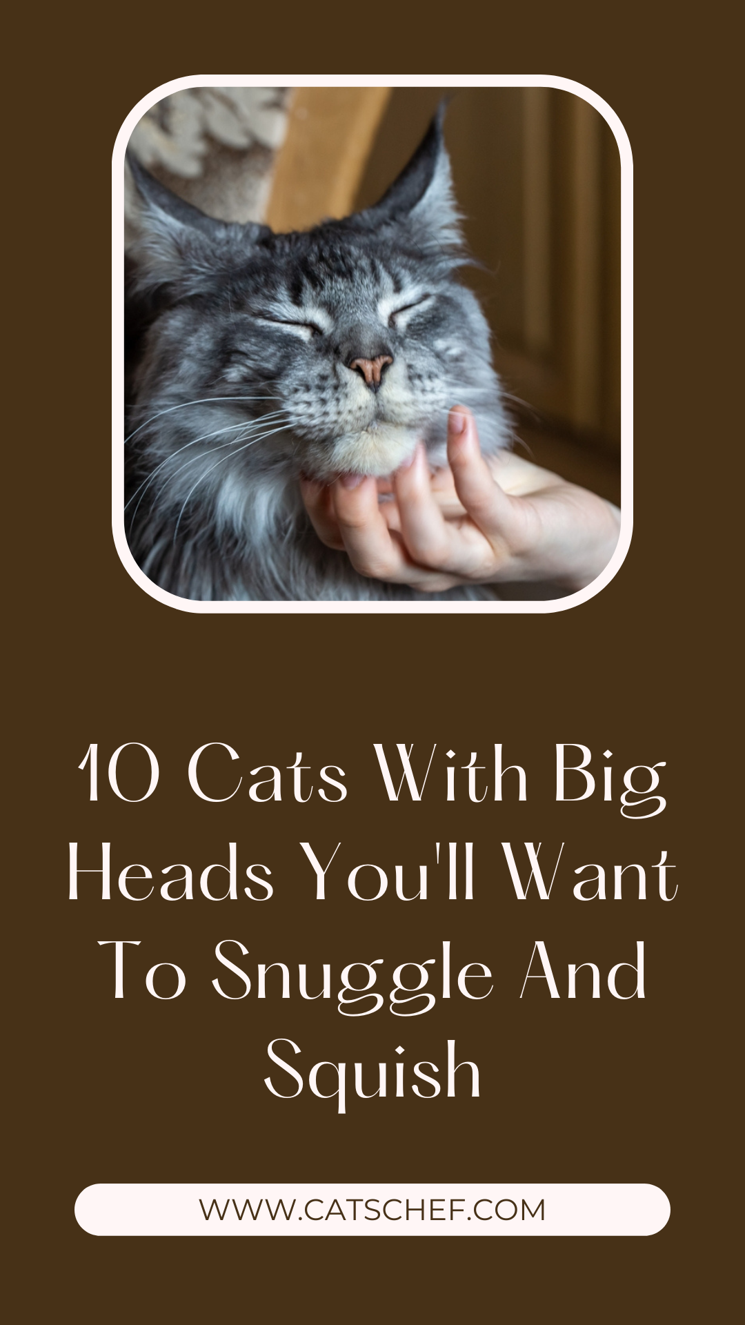 10 Cats With Big Heads You'll Want To Snuggle And Squish