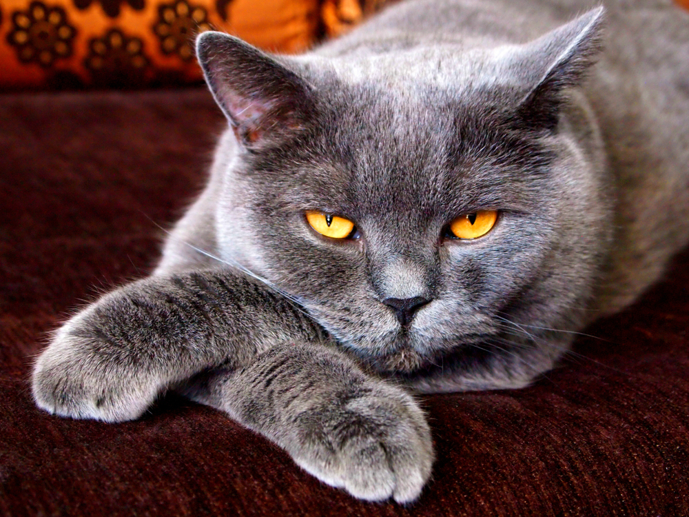 10 Things That Cats ABSOLUTELY Hate And Wish Humans Would Stop Doing