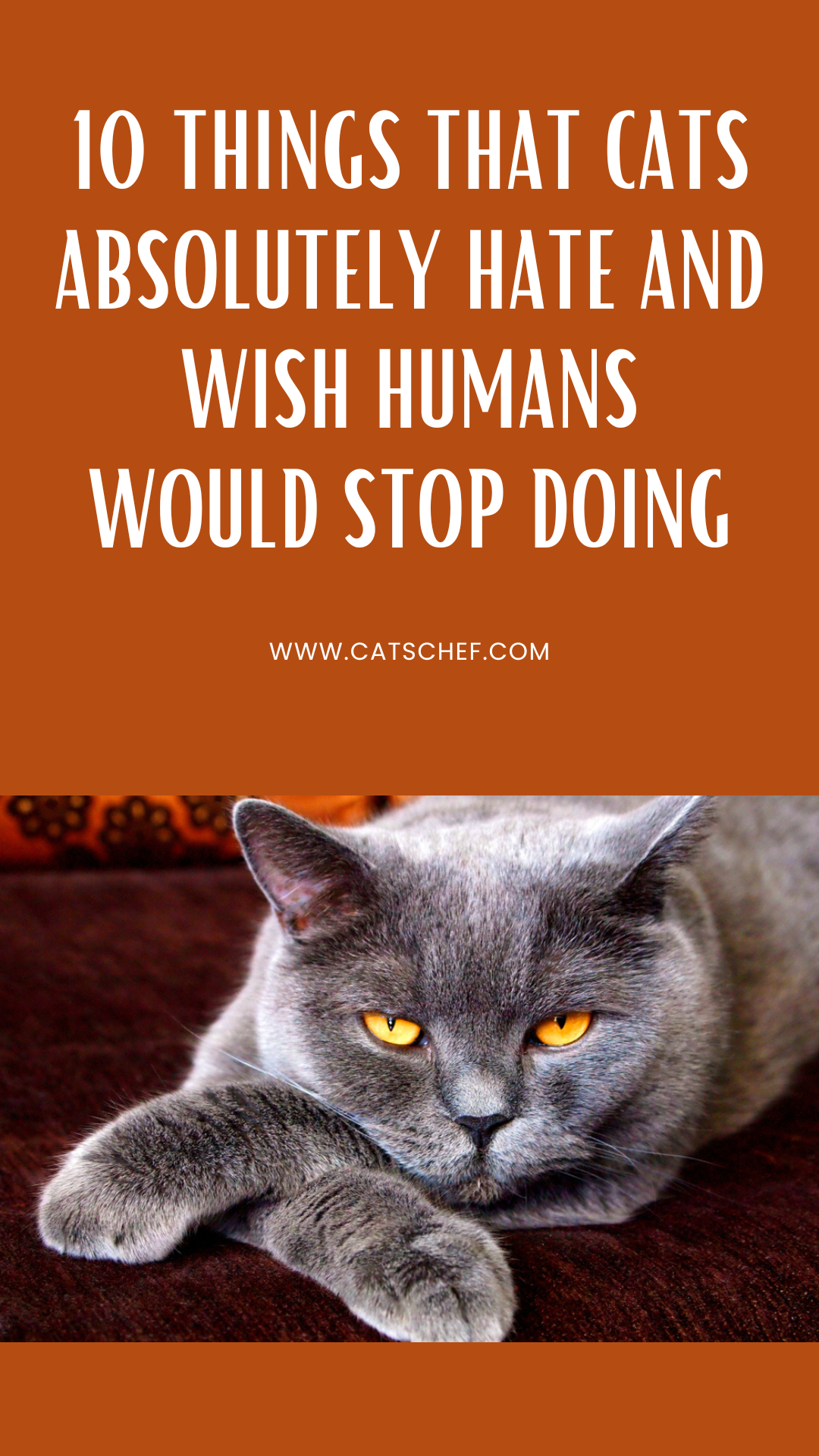 Kedilerin Kesinlikle Nefret Ettiği ve İnsanların Yapmaktan Vazgeçmesini Dilediği 10 Şey