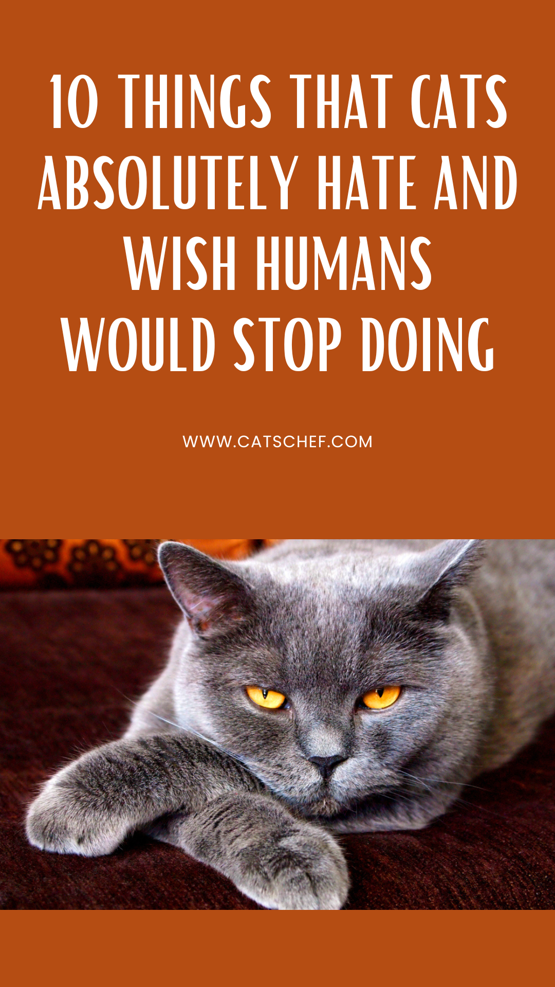 10 Things That Cats ABSOLUTELY Hate And Wish Humans Would Stop Doing