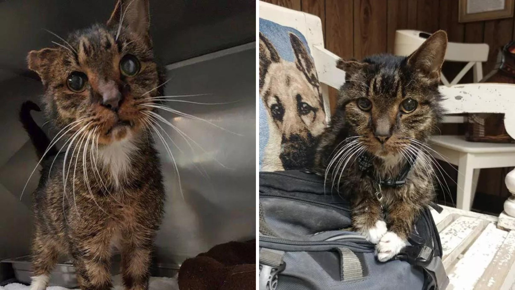 15-Year-Old Shelter Cat Finally Meets His Forever Humans