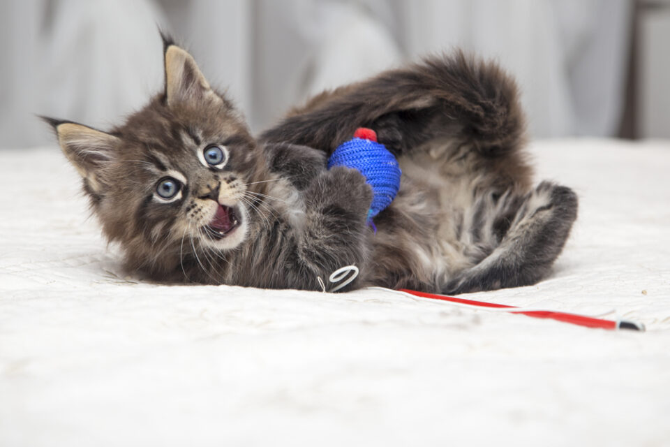 5 Meowtastic Maine Coon Toys For Your Fluffy Explorer