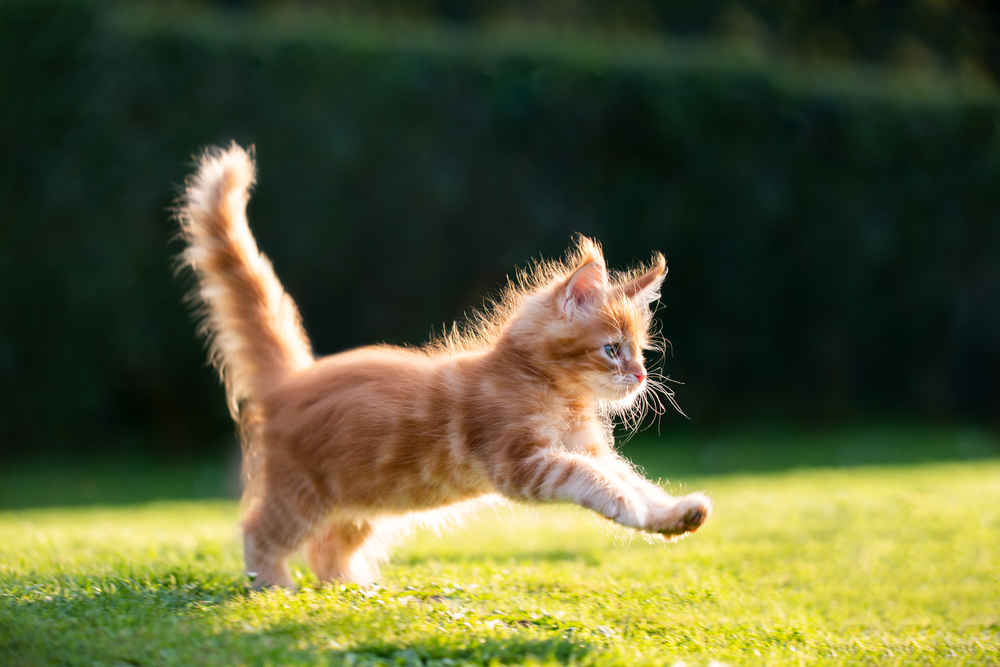 5 Meowtastic Maine Coon Toys For Your Fluffy Explorer