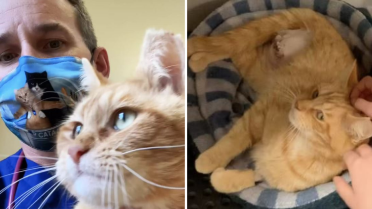 A Cat That Was Brought To Shelter To Be Put Down Gets Saved By This Kind Vet