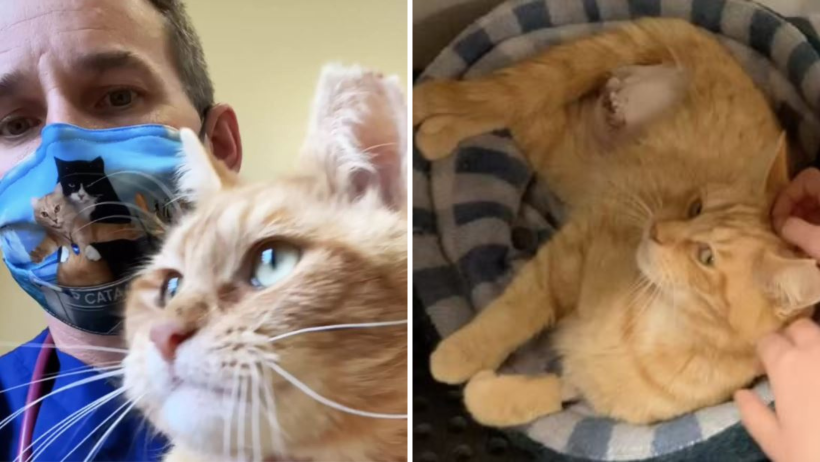 A Cat That Was Brought To Shelter To Be Put Down Gets Saved By This Kind Vet