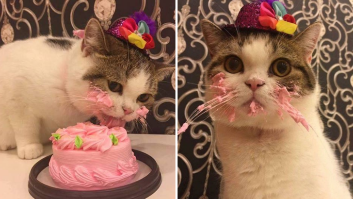 Şapkalı Bir Kedi Doğum Günü Pastasını Yiyor: Sevimli Bir Görüntü