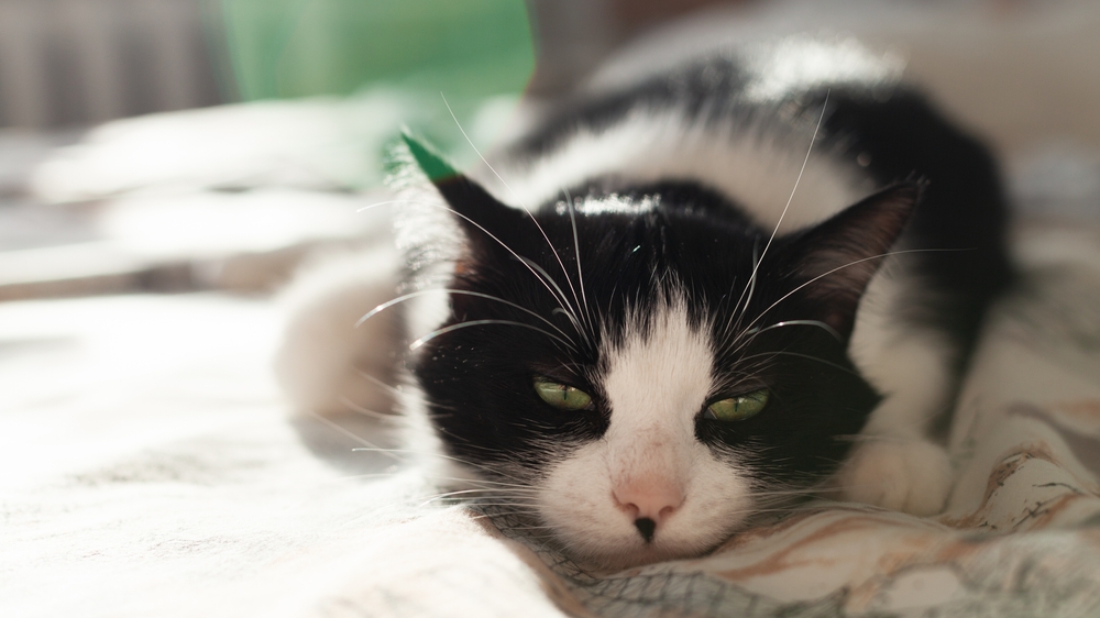 A Final Goodbye: When To Euthanize A Cat With Seizures?