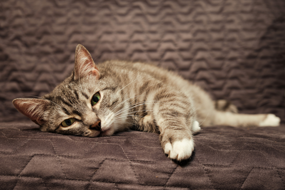 Son Bir Veda: Nöbet Geçiren Bir Kediye Ne Zaman Ötenazi Yapılmalı?