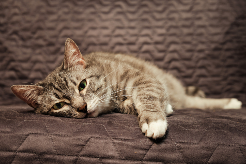 A Final Goodbye: When To Euthanize A Cat With Seizures?