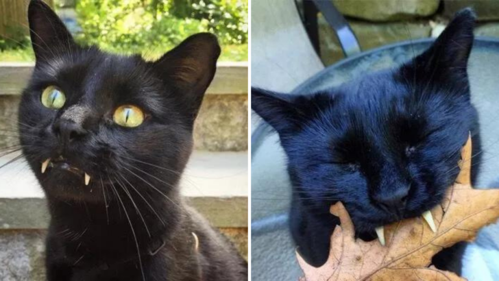 A Kitten With “Vampire Fangs” Captures His Savior’s Heart