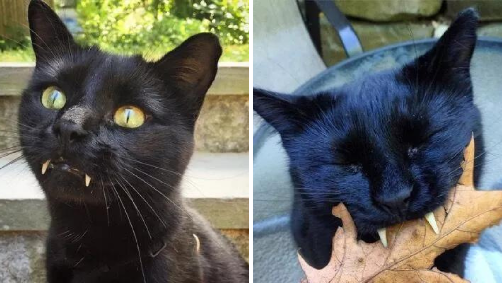 A Kitten With Vampire Fangs Captures His Savior's Heart