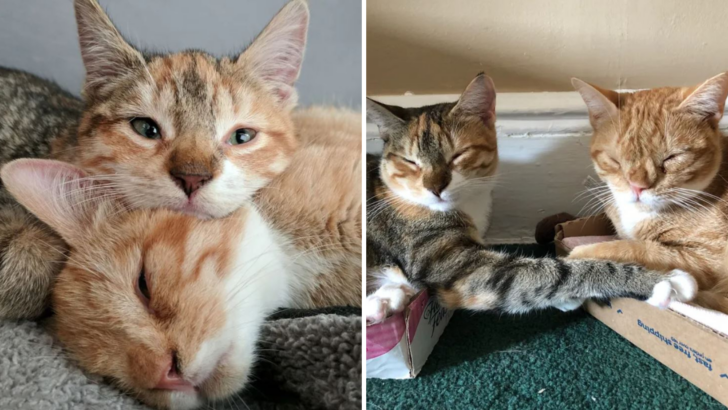 Down Sendromlu Bir Çift Yavru Kedi Nihayet Sonsuz Yuvalarına Kavuştu