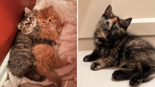 After They Were Found Outside, These Three Fluffy Kitties Were Trapped