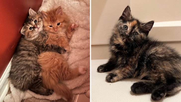 After They Were Found Outside, These Three Fluffy Kitties Were Trapped