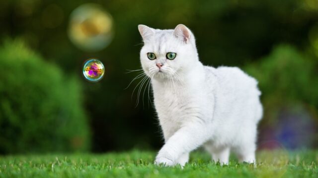 Are Bubbles Safe For Cats