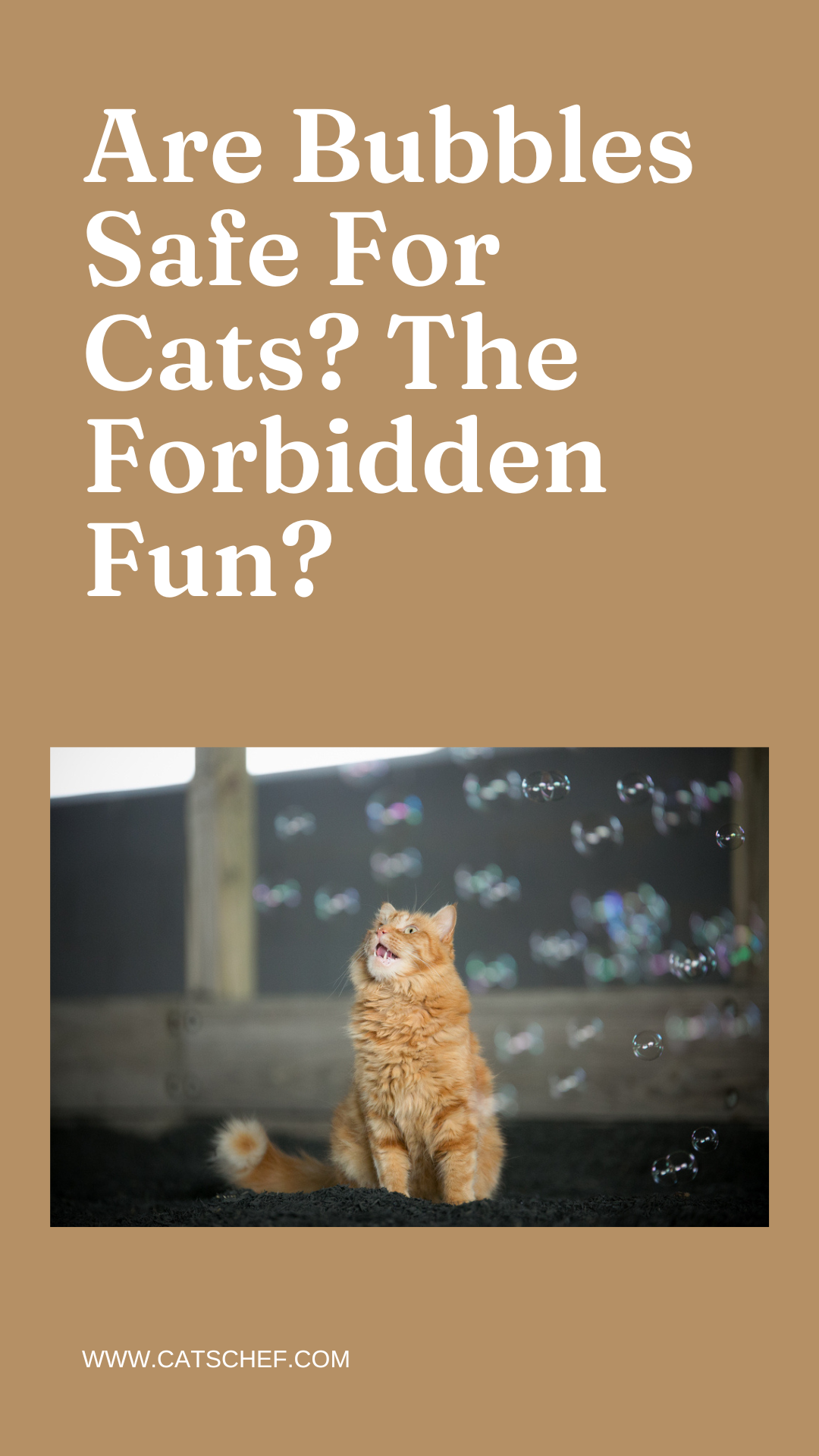 Baloncuklar Kediler İçin Güvenli mi? Yasak Eğlence mi?