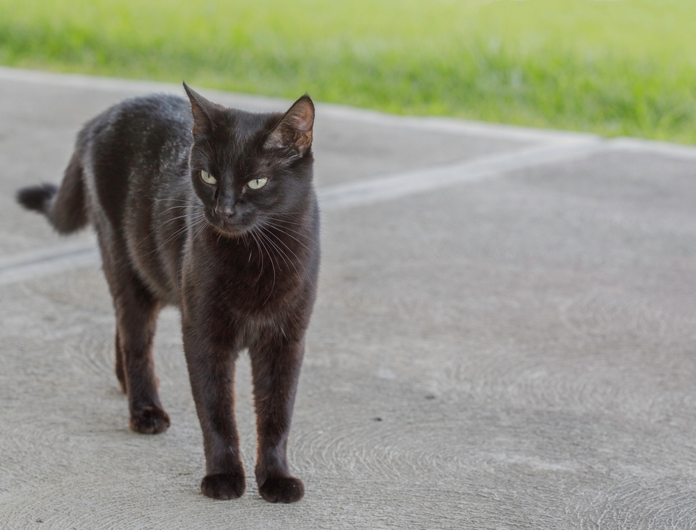 Can Cats Walk Backwards, Or Is Your Kitty Doing A Moonwalk?