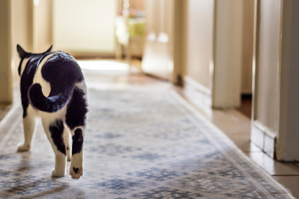 Can Cats Walk Backwards, Or Is Your Kitty Doing A Moonwalk?