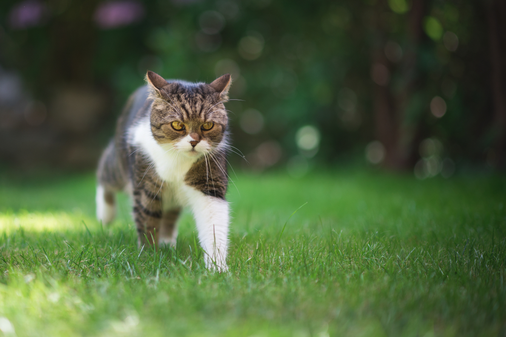 Can Cats Walk Backwards, Or Is Your Kitty Doing A Moonwalk?