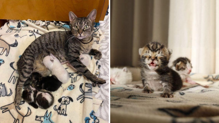 Kedi Mocha Hamileyken Calici Hastalığına Yakalandı ve Hastalık Hala Mücadele Eden Yavrularına da Bulaştı