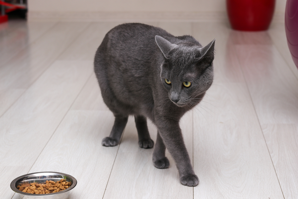 Kedi Convenia Enjeksiyonundan Sonra Yemek Yemiyor: Endişelenmeli misiniz?