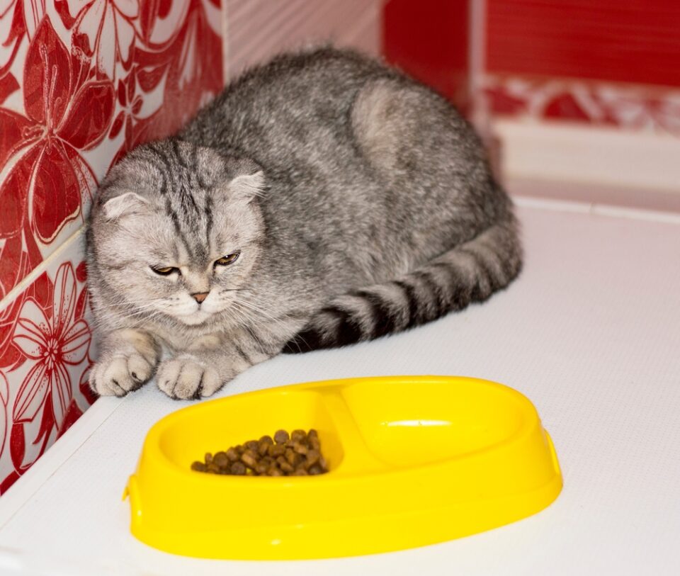 Cat Not Eating After Convenia Injection Should You Worry?