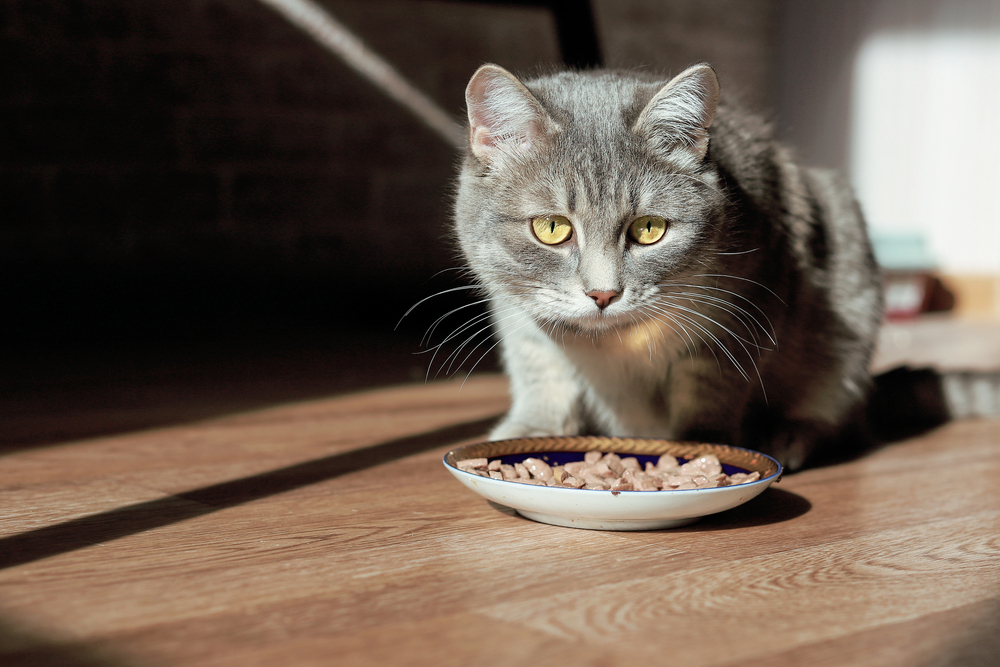 Cat Not Eating After Convenia Injection: Should You Worry?