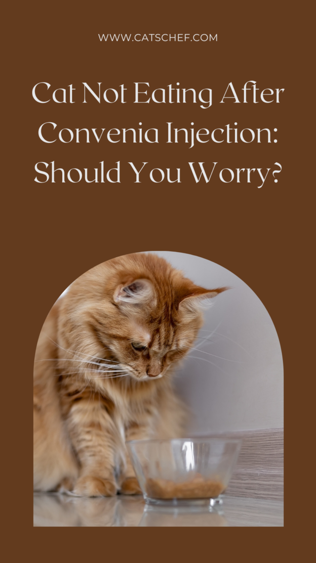 Cat Not Eating After Convenia Injection Should You Worry?