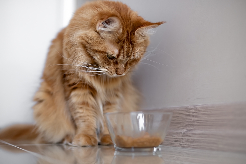 Kedi Convenia Enjeksiyonundan Sonra Yemek Yemiyor: Endişelenmeli misiniz?