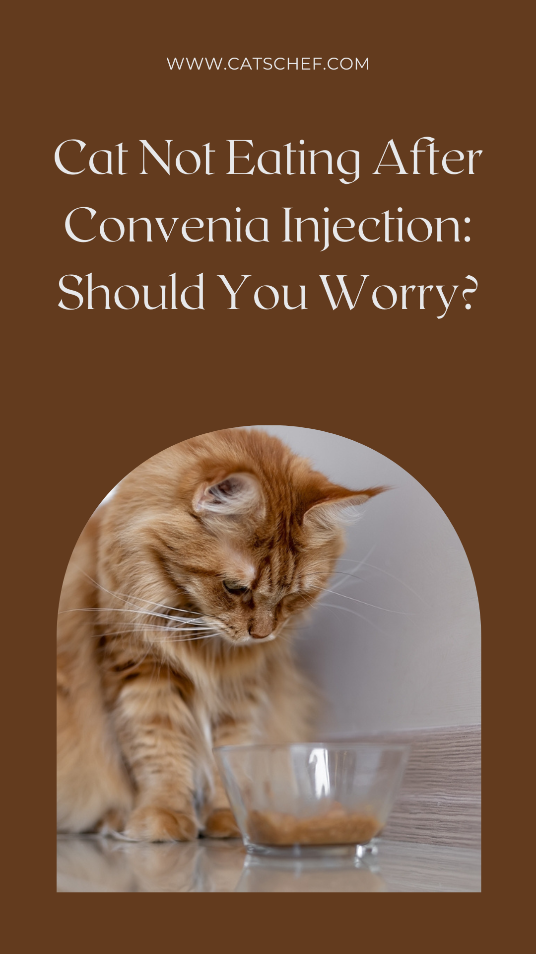 Cat Not Eating After Convenia Injection: Should You Worry?